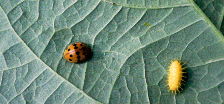 Mexican bean beetle on underside of leaf (left) and larva (right)