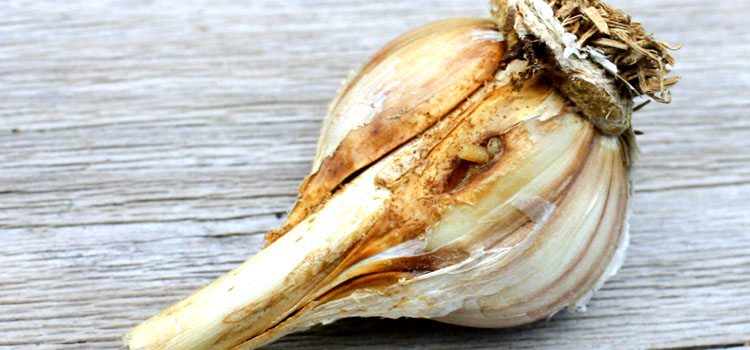 Onion root maggots in garlic