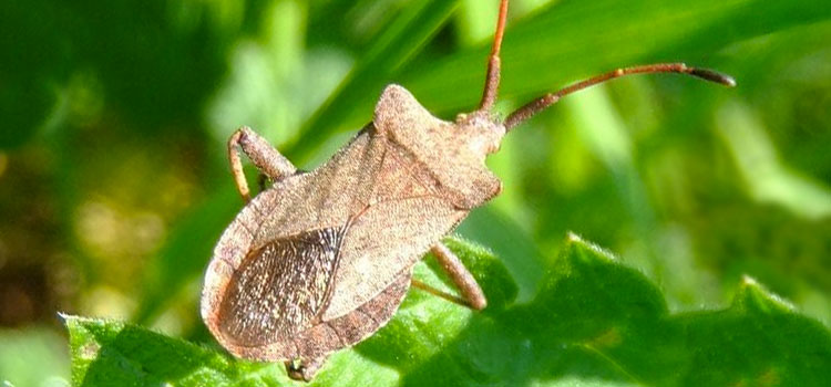 Adult squash bug