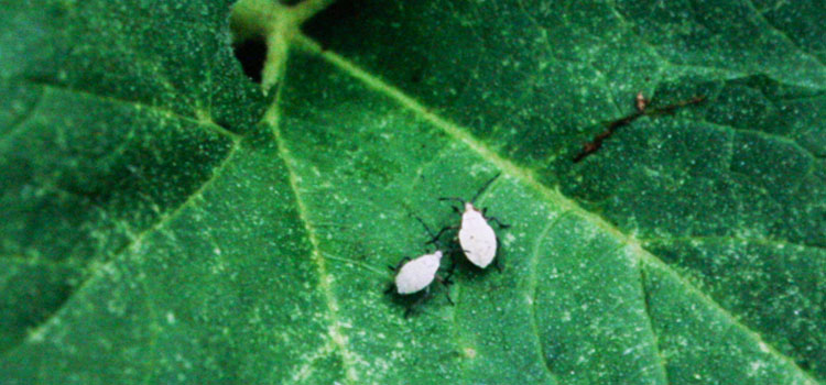 Juvenile squash bugs