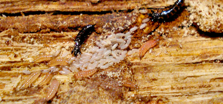 Thrips and larvae