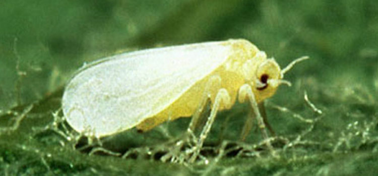 Adult whitefly