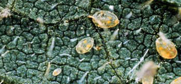 Whitefly in pupal or nymphal stage