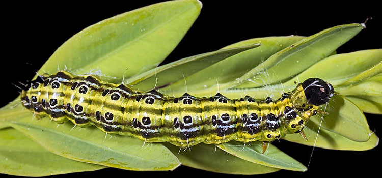 Box tree moth caterpillar