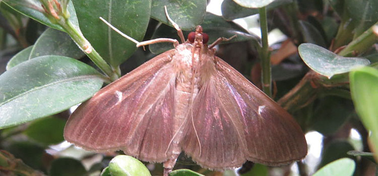 Box tree moth - brown variant