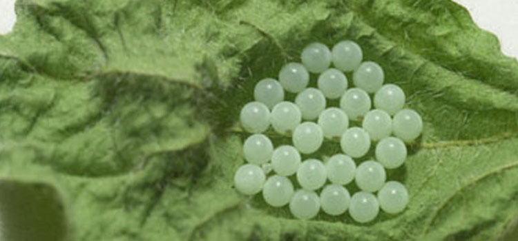Brown marmorated stink bug eggs
