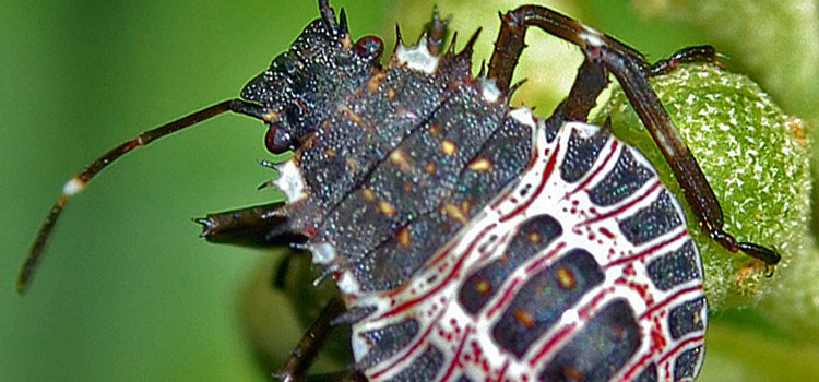 Brown marmorated stink bug nymph
