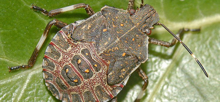 Brown marmorated stink bug nymph