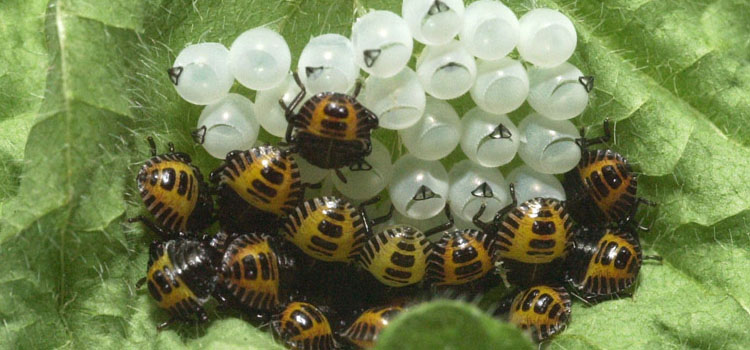 Brown marmorated stink bug eggs hatched