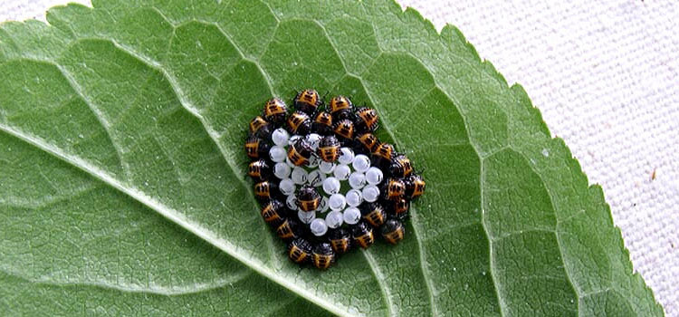 Brown marmorated stink bug eggs hatching