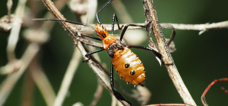Eastern leaf-footed bug nymph. Photo by Katja Schulz (CC BY 4.0)