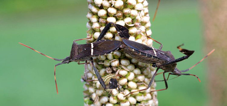 Eastern leaf-footed bug. Photo by Russ Ottens (CC BY 3.0 us)