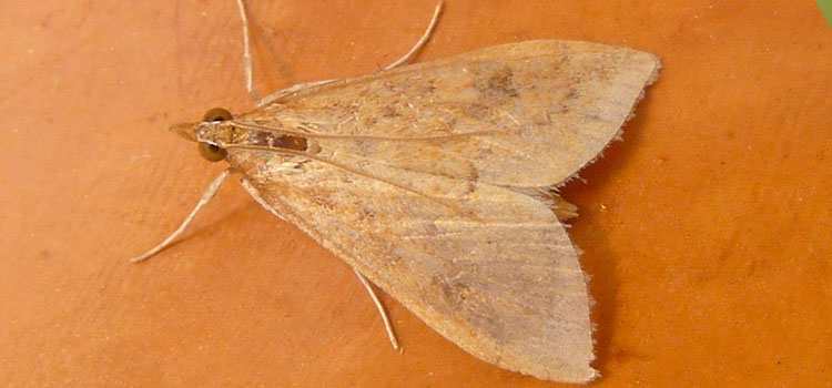 Corn borer moth