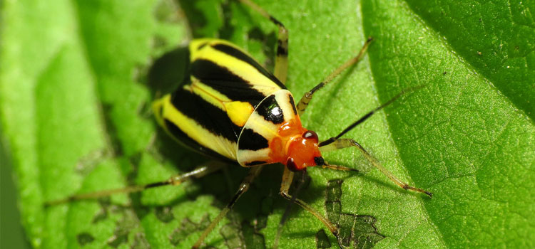Four-lined plant bug