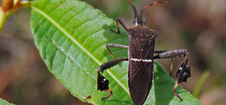 Leaf-footed bug, showing its distinctive hind leg shape