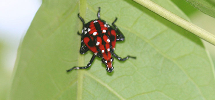 Spotted lanternfly 4th instar nymph