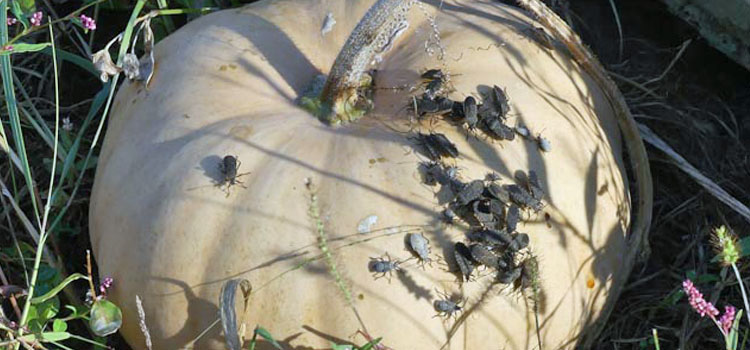 Squash bugs attracted to a pumpkin in the autumn