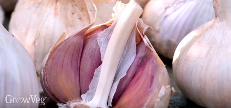 Garlic bulb