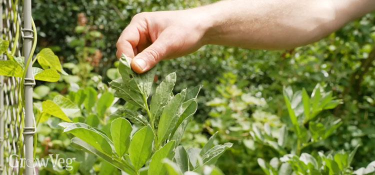 Checking beans for pests