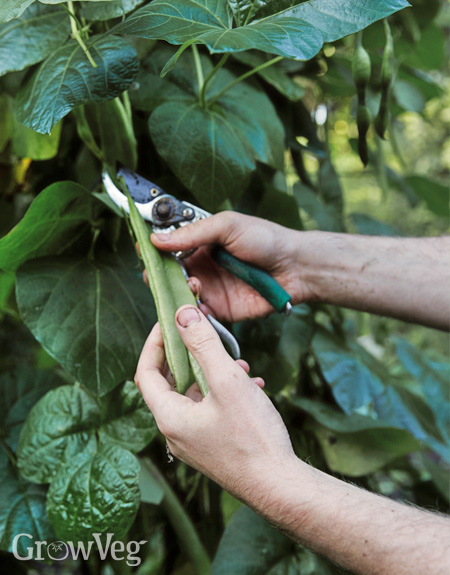 Harvesting beans