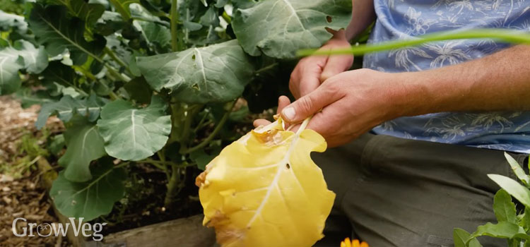 Removing dead leaves from brassicas