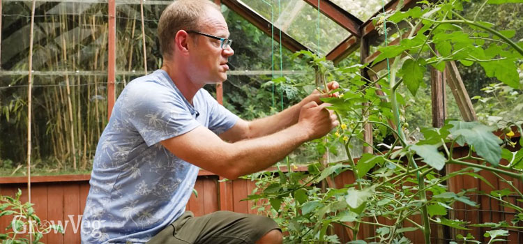Tying in tomatoes
