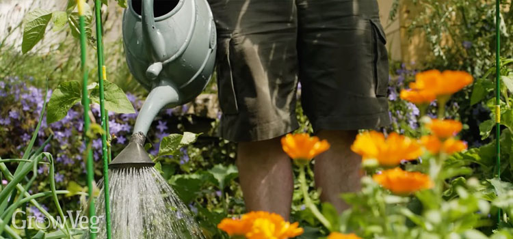 Watering
