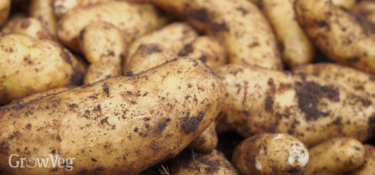 “Potatoes”