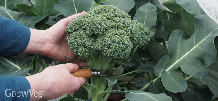 https://gardenplannerwebsites.azureedge.net/blog/12-harvesting-hacks-broccoli-2x.jpg