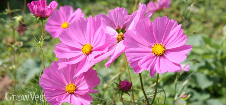 Pink cosmos