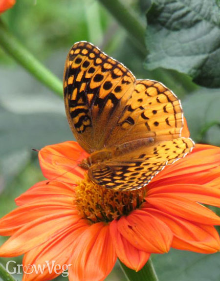 Butterfly on a Mexican sunflower