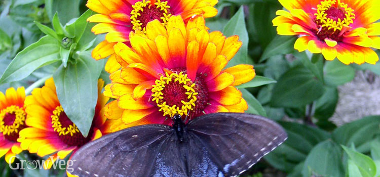 Zinnia with a butterfly