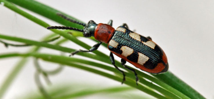 https://gardenplannerwebsites.azureedge.net/blog/3-hungry-beetles-asparagus-beetle-2x.jpg