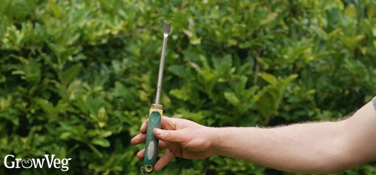 Dandelion-weeder