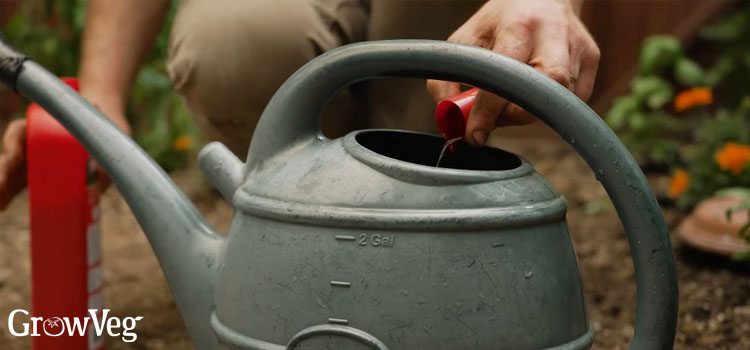 Adding-liquid-fertiliser-to-a-watering-can