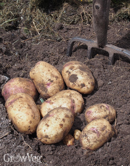 Digging up potatoes