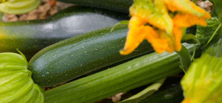 Courgette