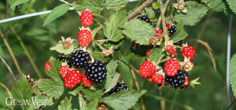 https://gardenplannerwebsites.azureedge.net/blog/6-best-berries-blackberries-2x.jpg
