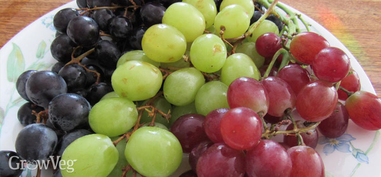 “Grapes”