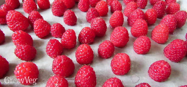 “Raspberries”