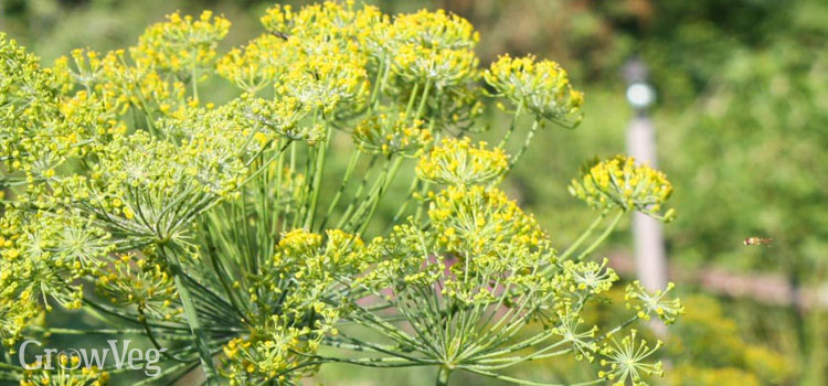 https://gardenplannerwebsites.azureedge.net/blog/6-easy-annual-herbs-dill-2x.jpg