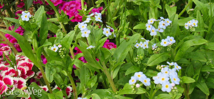 Forget-me-nots and dianthus