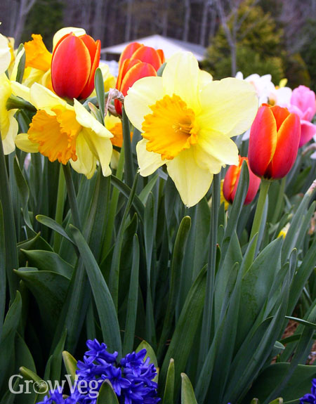 “Daffodils”