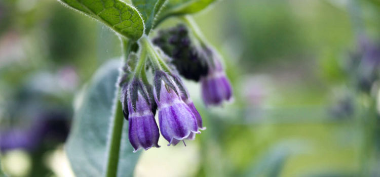 Comfrey flower