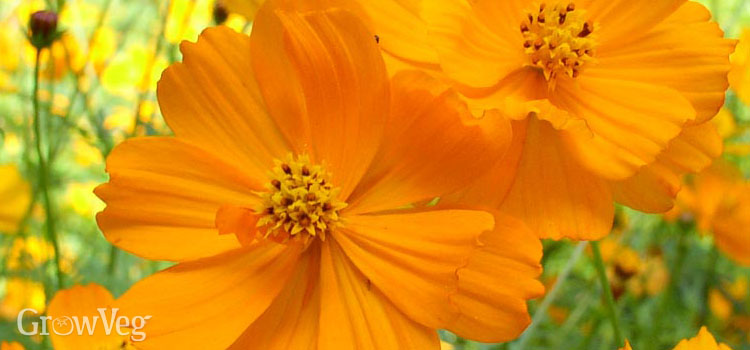 https://gardenplannerwebsites.azureedge.net/blog/7-fast-growing-flowers-sulfur-cosmos-2x.jpg