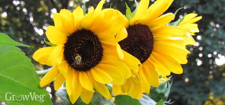 “Sunflowers”