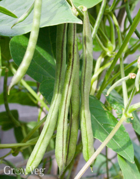 Pole beans