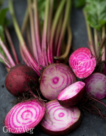 'Chioggia' beetroot