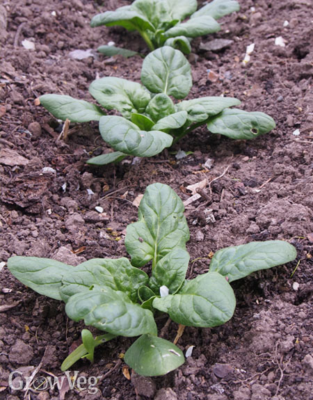 A row of spinach