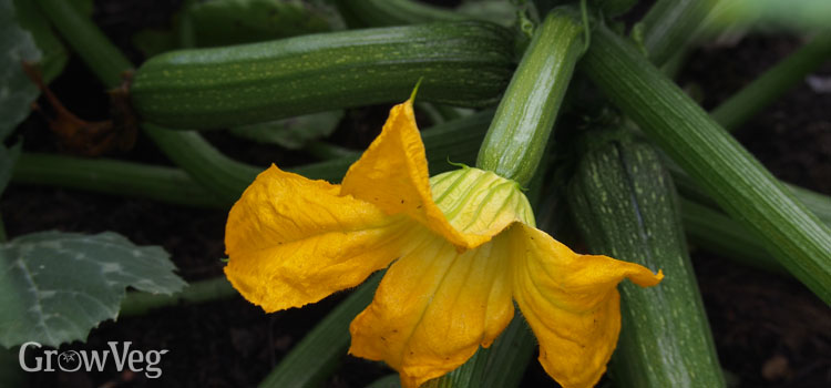 Courgette plant